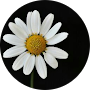 Flor M